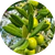 100% Cyperus Rotundus